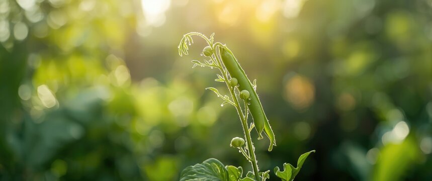 Fruit development in the pea plant at Bantul garden