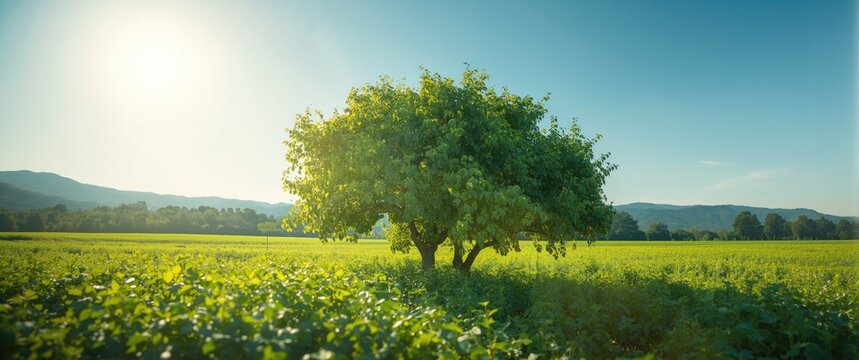 Mulberry plantation