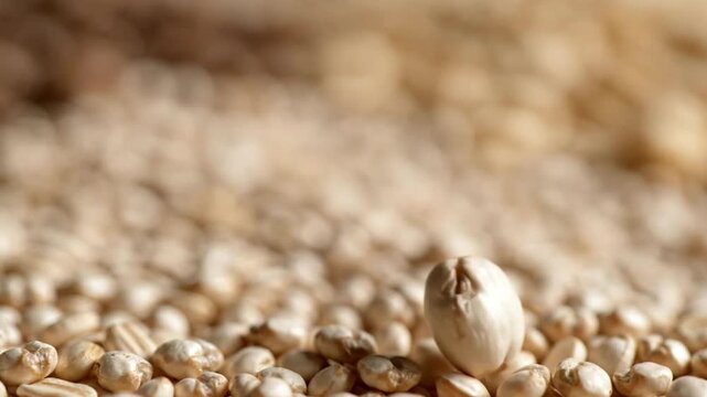 Single garlic clove surrounded by oats in a close-up view.
