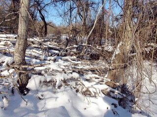 Incredible picture of a steppe forest under deep drifts of pure white snow sparkling in the rays of the cold January sun.