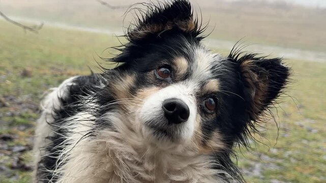 Cute dog with wet dirty hair after rain in cold foggy day.