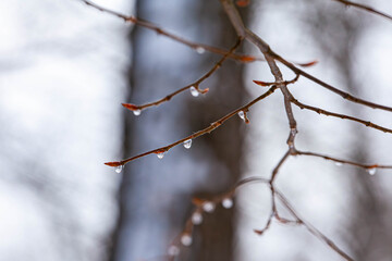 Raindrops on bare branch - A minimalist and moody nature shot: raindrops line a thin, bare twig in autumn