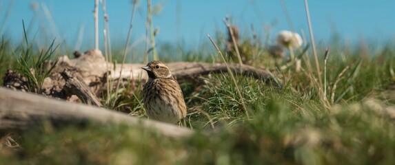 Obraz premium Single Tawny Pipit bird