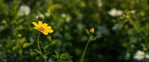 Obraz premium Yellow color flower blooming in the garden