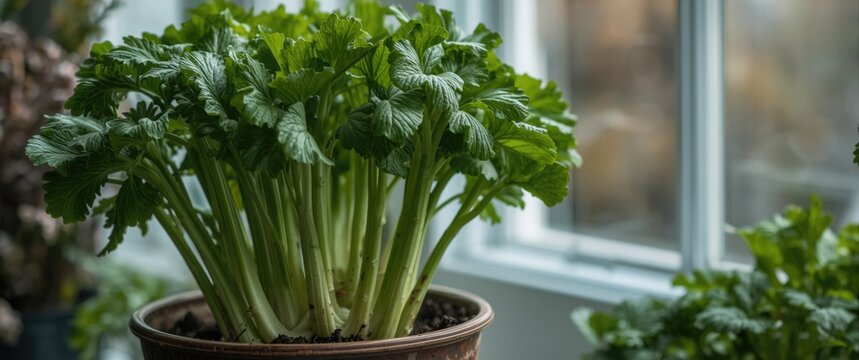 Autumn ribbed celery (Apium graveolens var. dulce) transplanted into a pot for fresh stems and leaves