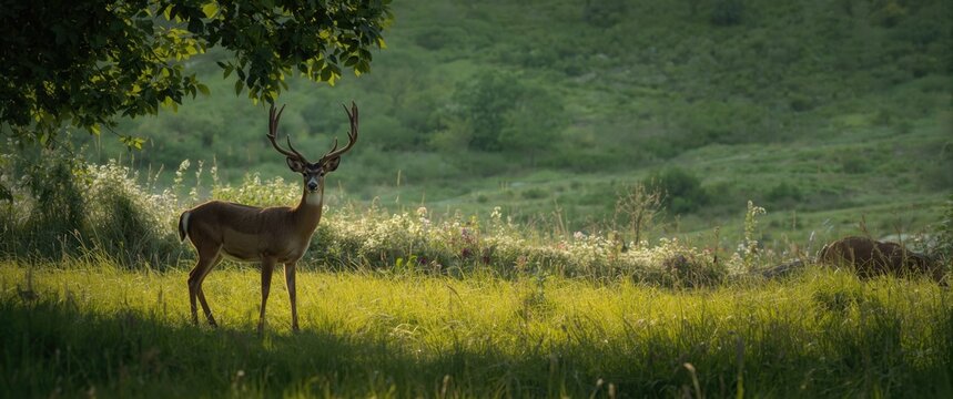 Capreolus capreolus - Roe deer