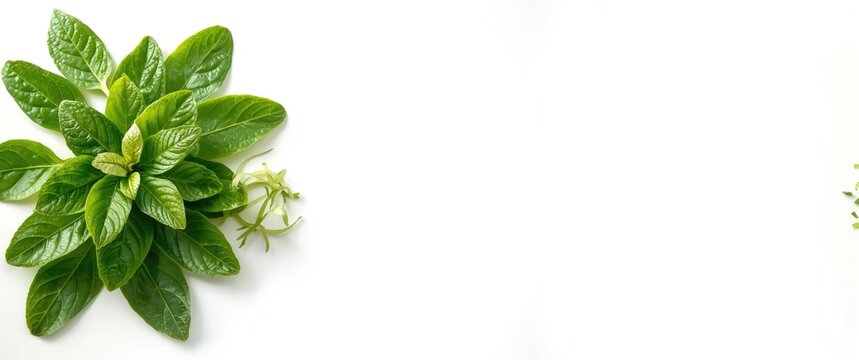 Kaffir leaf and sliced leaves arranged on white background