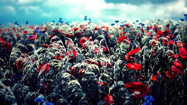 Red poppy field beneath moody sky, dense swath of crimson blooms swaying in wind, tall grasses and distant horizon, storm clouds casting dramatic light,