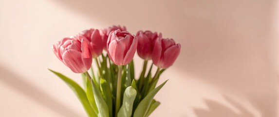 Obraz premium Vibrant pink tulips in full bloom showcasing their beauty