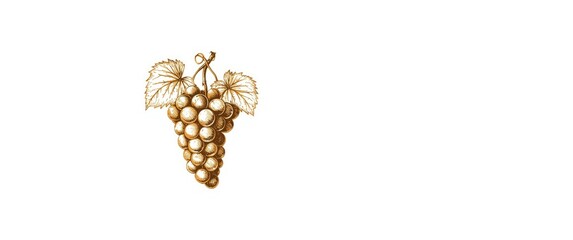 Fototapeta premium Grape vector illustration hand-sketched with vine isolated on white surface