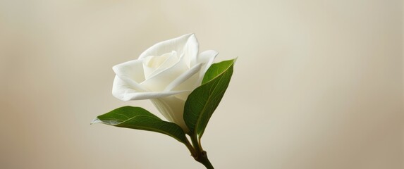 Fototapeta premium Detailed view of a white gardenia and leaf