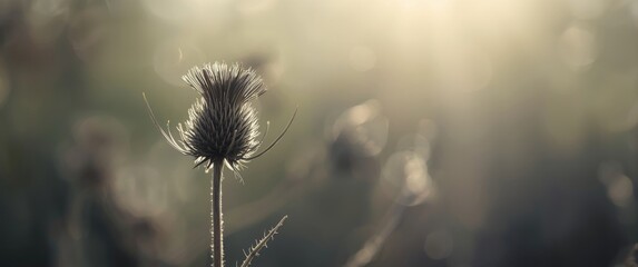 Detailed black and white photograph of a dried thistle