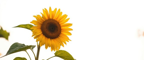 Beautiful sunflower and leaves on a plain white background