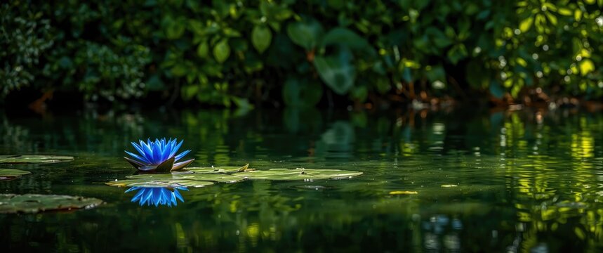 Blooming Blue waterlily (nymphaeaceae) at Sigurt Garden Park, Valeggio sul Mincio, Veneto, Italy