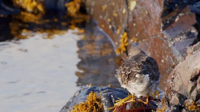 A close-up shot of a Purple Sandpiper (Calidris maritima) perched on dark, wet volcanic rocks and golden seaweed along the Icelandic shore. The bird is viewed from behind, showin