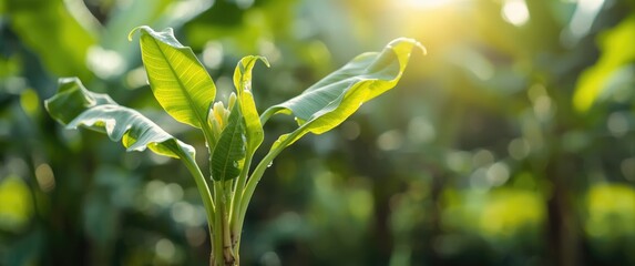 Obraz premium Small banana tree foliage growth