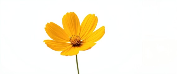 Fototapeta premium Macro photograph of a yellow Cosmos against a white backdrop