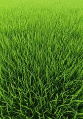 Fototapeta premium Lush green herbage grass texture background filling the entire frame, showing healthy growth for grazing animals or agricultural use, uncultivated, sunlight, meadow