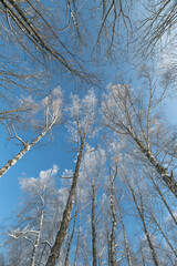 Clear frostcovered birch trees, Elegant frostdusted birch branches against vivid azure sky, Sleek and sparse birch trees with frost overlays beneath vast blue expanse