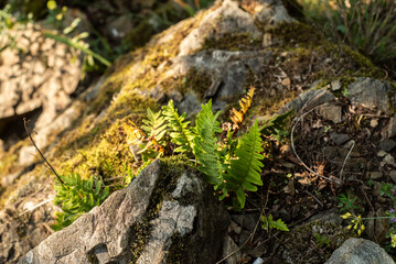 Obraz premium Fern and moss growing on forest rock