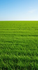 Fototapeta premium A vast open paddock covered entirely in vibrant, lush green grass under a clear bright sky, perfect for grazing livestock, fresh, land., rich