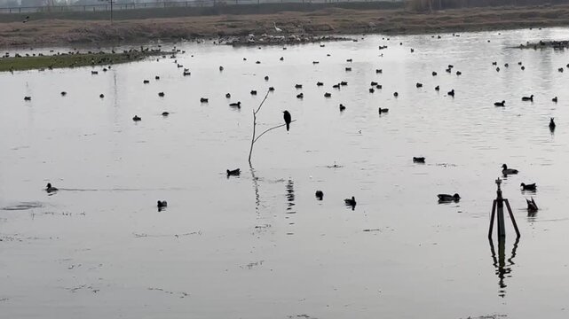 Migratory birds
