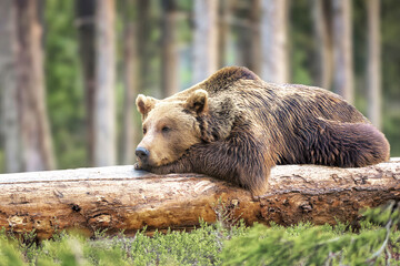 Braunbär © Johann Pavelka