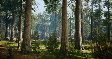 sunlit pine forest with open understory, scattered sunbeams creating warm atmosphere, soft moss carpet and distant trail for wellness retreat and forest