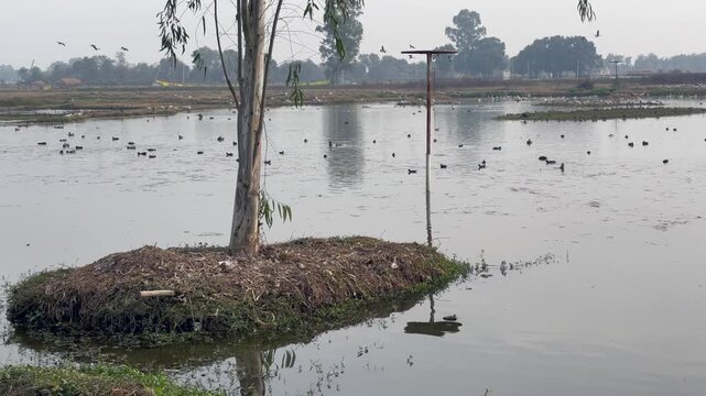 Migratory birds