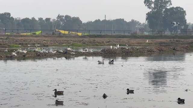 Migratory birds