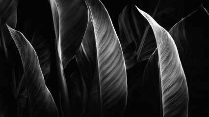 Fototapeta premium Close-up black-and-white of large tropical leaves with prominent vein patterns and graceful curved edges. Concept Black-and-white tropical leaves, Close-up botanical, Prominent vein patterns