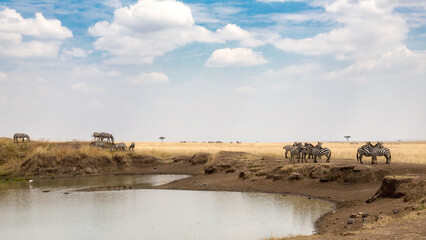 Fototapeta premium Plains zebras gather at the banks of the Mara river to graze and drink, late afternoon sunshine in the Masai Mara, Kenya.
