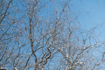 Calm natural scene featuring trees with snow against blue sky, Serene forest canopy silhouetted on clear winter sky emphasizing negative space and organic forms