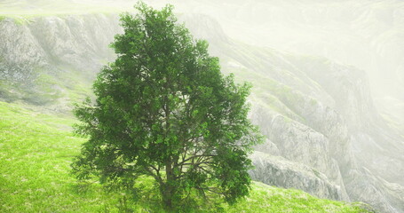 verdant hilltop tree in soft mist anchoring rolling meadow, dew on leaves and sheltered roots above cliff edge, vantage point suggests guardian presence © icetray
