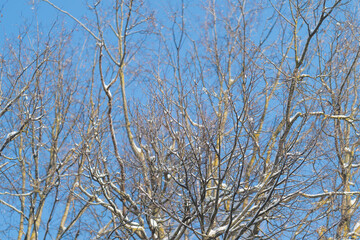 Trees create complex canopy, Intertwined branches and leaves craft calming overhead display, Lush network of limbs and foliage constructs serene and intricate skyward designs