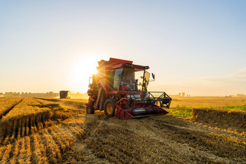 Obraz premium The combine is harvesting the wheat in the evening
