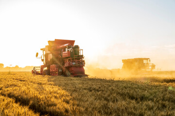 Fototapeta premium The combine is harvesting the wheat in the evening