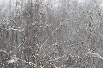 Obraz premium Snow on birch grove blurs distance into mist, layered trunks and branches receding into soft gray snowfall, atmospheric scene conveys depth, calm and winter hush across landscape