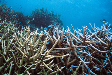coral reef with fish