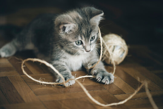 Chaton mignon jouant avec une pelote de corde sur un parquet en bois naturel
