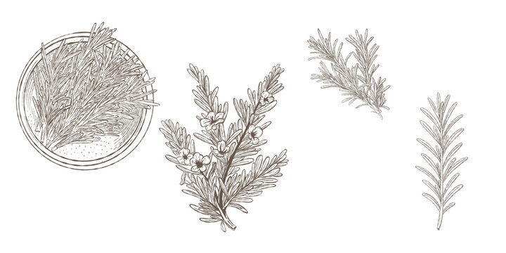 Rosemary branches with flowers in bowl illustrated in vintage botanical style