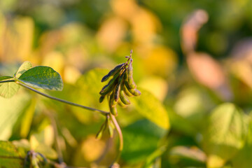 Fototapeta premium Young soybean pod hanging above canopy, tender green pods backlit with soft bokeh, intimate portrait of seed potential and botanical detail for agronomy research