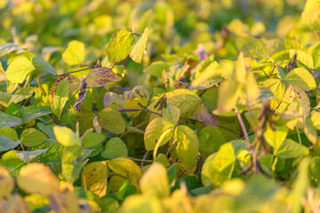 Closeup of soybean leaves in warm light highlighting resilience and texture, Detailed image of glowing soybean foliage with veins and seasonal plant adaptability features