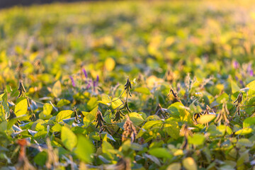 Soybean seedlings basking, Morning light reveals hearty plants, Young soybean crops in early morning light showcase lush growth and sustainable farming practices