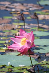 Views from the water gardens on the approach to the Neak Poan temple in the Angkor area of Cambodia near Siem Reap
