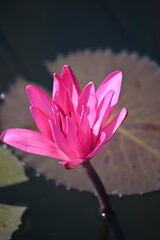 Views from the water gardens on the approach to the Neak Poan temple in the Angkor area of Cambodia near Siem Reap