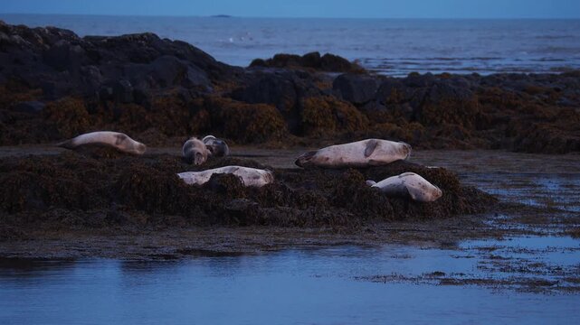 A peaceful group of harbor seals (Phoca vitulina) basking and sleeping on a dark, seaweed-covered rocky shore at dusk. Captured in the wild along the scenic coastline of Iceland, showing natural anima