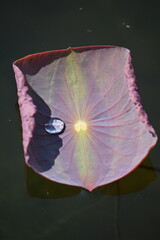A closeup of a water bead on the surface of a purple water lily plant 