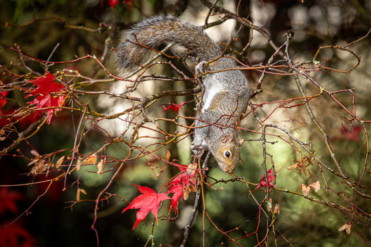 A grey squirrel clombing in an acer tree in late autumn