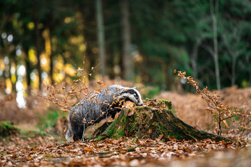 European badger (Meles meles) walking through autumn forest, low angle view of wild mammal among fallen leaves, natural woodland habitat, calm wildlife scene in European nature © Dagmar